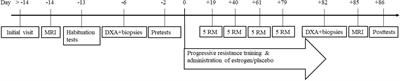 Transdermal Estrogen Therapy Improves Gains in Skeletal Muscle Mass After 12 Weeks of Resistance Training in Early Postmenopausal Women